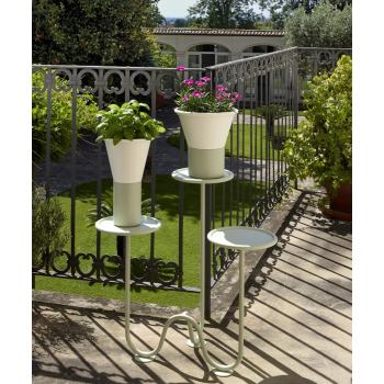 MIMOSA SCAB Bodenpflanzer