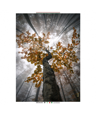 Rahmen BAUM G5328 PINTDECOR