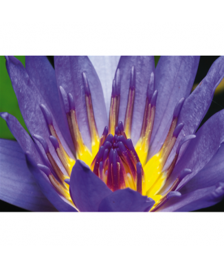 Rahmen LILA BUD G1902 PINTDECOR