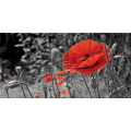 Rahmen POPPIES FELD G2516 PINTDECOR