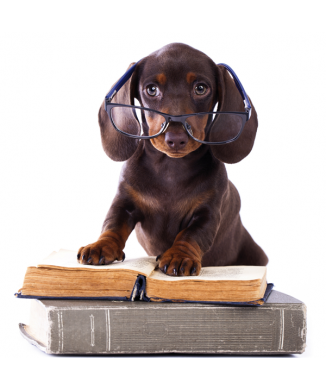 Rahmen STUDIE HUND G2056 PINTDECOR