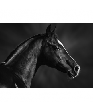 Rahmen PFERD SCHWARZ MAULKORB G1998 PINTDECOR