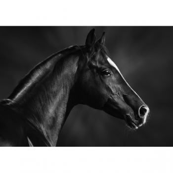 Rahmen PFERD SCHWARZ MAULKORB G1998 PINTDECOR