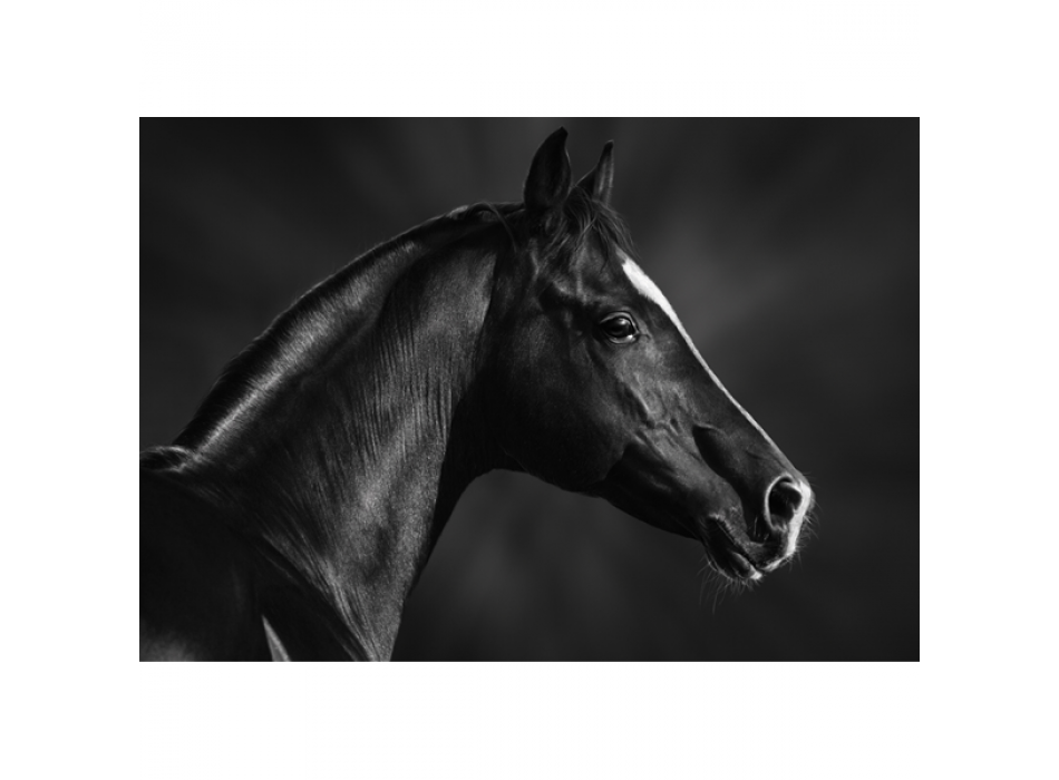 Rahmen PFERD SCHWARZ MAULKORB G1998 PINTDECOR