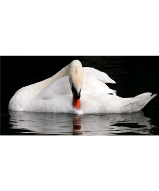 Rahmen SWAN G5922 PINTDECOR
