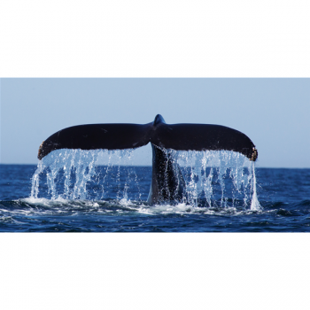 Rahmen WALSCHWANZ G2040 PINTDECOR