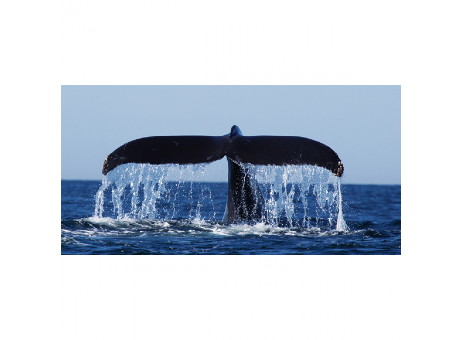 Rahmen WALSCHWANZ G2040 PINTDECOR