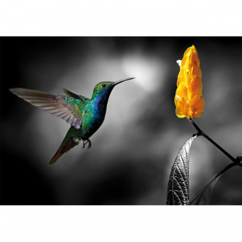 Rahmen COLIBRI 2 G3344 PINTDECOR