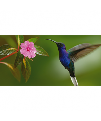 Rahmen COLIBRI G2074 PINTDECOR