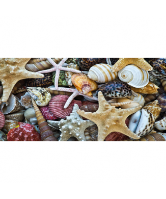 Abbildung SHELLS G2034 PINTDECOR