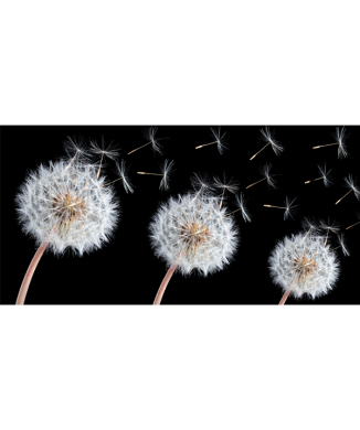 Bild LÖWENZAHN G2536 PINTDECOR