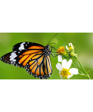 Rahmen SCHMETTERLING AUF DER BLUME G2080 PINTDECOR