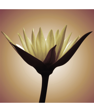 Rahmen BLUME DES LICHTS G1944 PINTDECOR