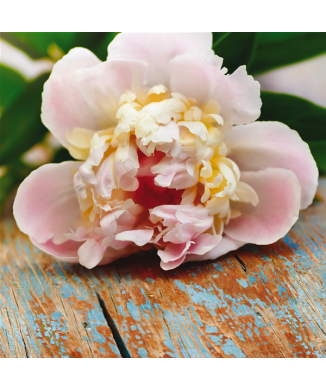 Rahmen BLUME AUF DEM TISCH G1072 PINTDECOR