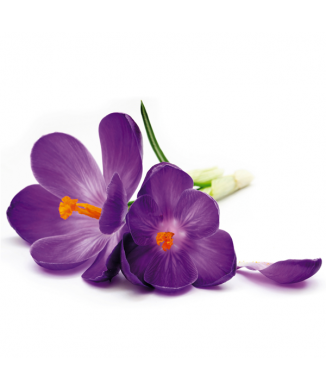 Rahmen LILA BLUME G1892 PINTDECOR