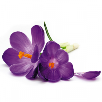 Rahmen LILA BLUME G1892 PINTDECOR