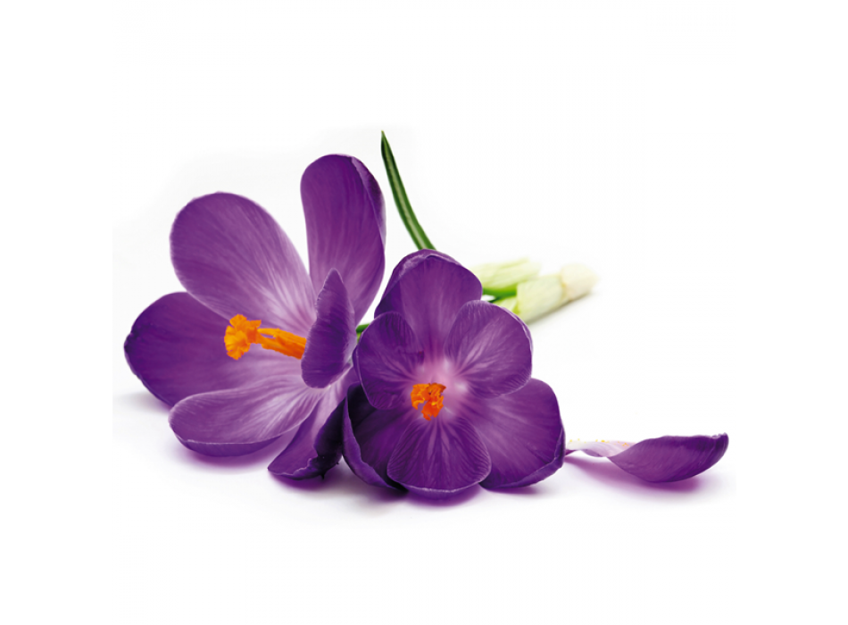 Rahmen LILA BLUME G1892 PINTDECOR