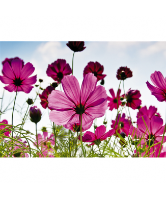 Rahmen FELDBLUMEN G1904 PINTDECOR