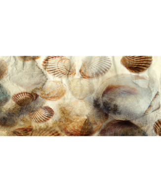 Rahmen FOSSILIEN VON SCHALEN G2038 PINTDECOR