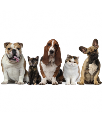 Rahmen FAMILIENFOTO G2062 PINTDECOR