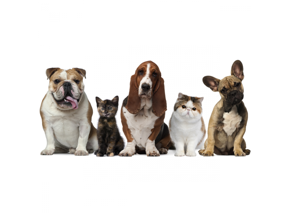 Rahmen FAMILIENFOTO G2062 PINTDECOR