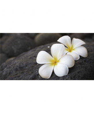 Rahmen FRANGIPAN G2620 PINTDECOR