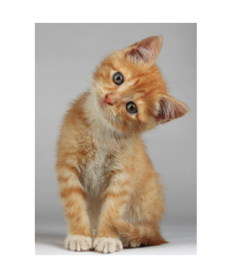 Lackierung ROTES FELLKÄTZCHEN G2092 PINTDECOR