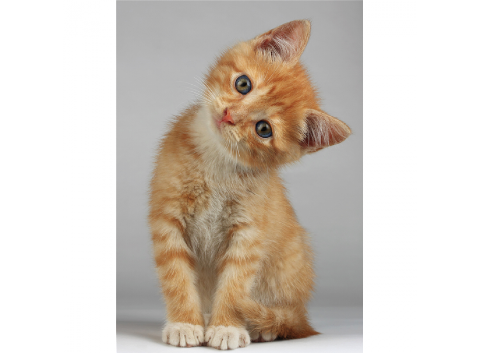 Lackierung ROTES FELLKÄTZCHEN G2092 PINTDECOR