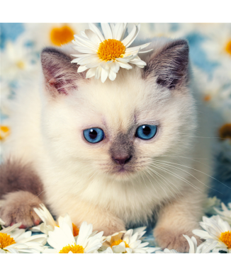 Malerei KÄTZCHEN UNTER DEN GÄNSEBLÜMCHEN G2090 PINTDECOR