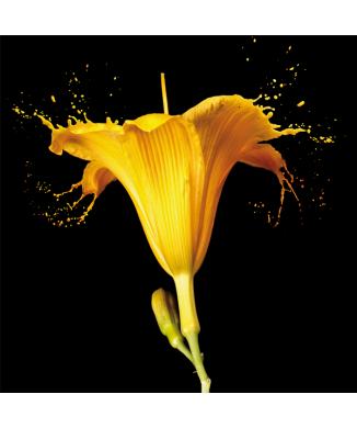 Rahmen GELBE LILIE G2570 PINTDECOR