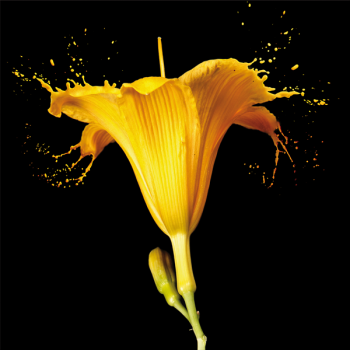 Rahmen GELBE LILIE G2570 PINTDECOR