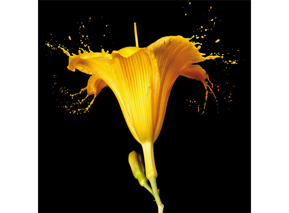 Rahmen GELBE LILIE G2570 PINTDECOR