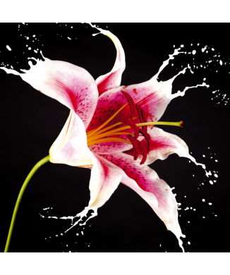 Rahmen ROTE LILIE G1962 PINTDECOR