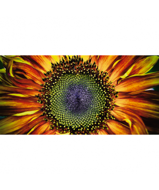 Bild SONNENBLUME G1126 PINTDECOR