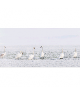 Bild IN EINER REIHE G5940 PINTDECOR