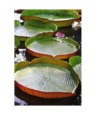 Rahmen DAS WASSER LILS G1960 PINTDECOR