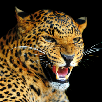 Rahmen LEOPARD G1522 PINTDECOR