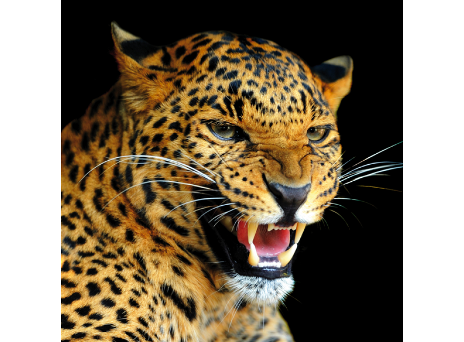 Rahmen LEOPARD G1522 PINTDECOR