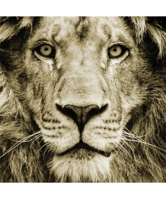 Rahmen LION G3286 PINTDECOR