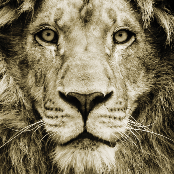 Rahmen LION G3286 PINTDECOR