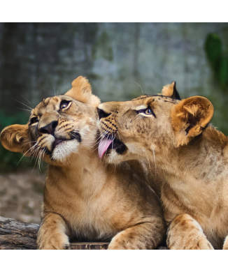 Rahmen LIONS G1530 PINTDECOR