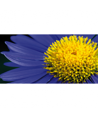 Rahmen MARGHERITONA G1898 PINTDECOR