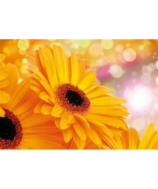 Rahmen GELBE GÄNSEBLÜMCHEN G1920 PINTDECOR