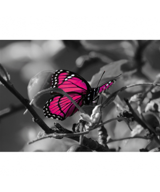 Rahmen MARIPOSA G3340 PINTDECOR