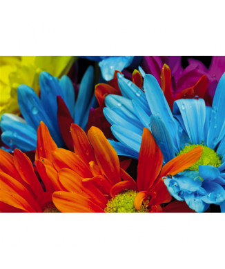 Bild COLORED BUNCH G1934 PINTDECOR