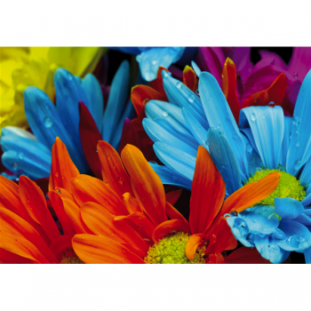 Bild COLORED BUNCH G1934 PINTDECOR