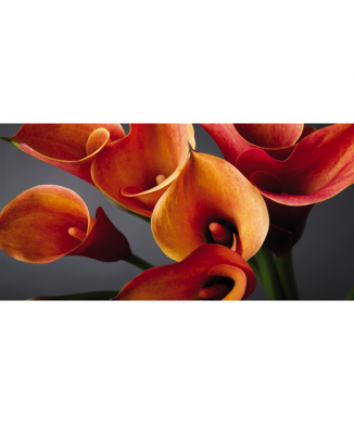 Bild BÜNDEL VON CALLE G1914 PINTDECOR