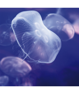 Rahmen MEDUSA G1558 PINTDECOR