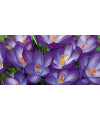 Rahmen PINK LILY OF THE VALLEY G1896 PINTDECOR