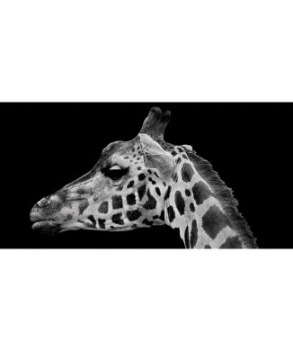 Rahmen GIRAFFE'S FACE G2012 PINTDECOR